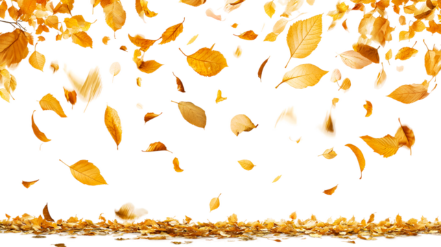 Colorful autumn leaves falling gracefully in a serene environment isolated on transparent background