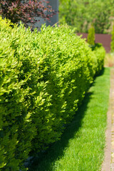 A beautiful hedge of Boxwood. Buxus plant pattern. Seamless texture of green natural background. Selective focus