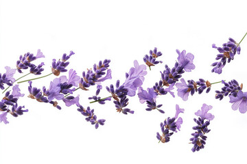 Lavender flowers falling down isolated on white background