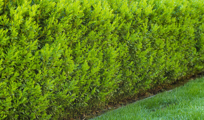 A beautiful hedge of Boxwood. Buxus plant pattern. Seamless texture of green natural background. Selective focus