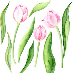 Obraz premium Tulip Flower. Clip Art of Watercolor Pink Tulip Flowers on a white background. The illustration is hand drawn. Suitable for card designs, textiles and scrapbooking.