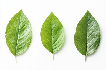 Fototapeta premium The scientific name of Nan Fui Chao herbal leaves is Gymnanthemum extensum.