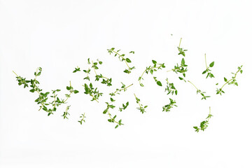 Naklejka premium Fresh thyme sprigs arranged on white background