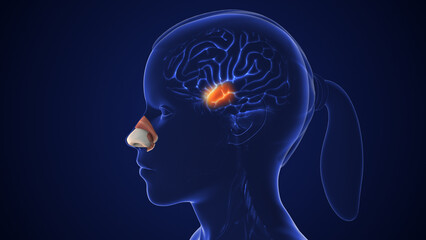 Olfactory sensory nerve pathway for smell detection