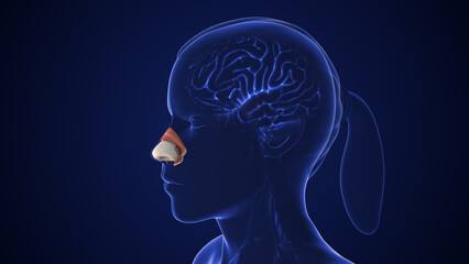 Olfactory sensory nerve pathway for smell detection