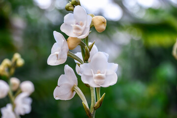 ハトラン　Dove orchid