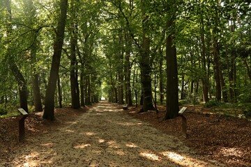 Buchenallee am Upstalsboom in Ostfriesland