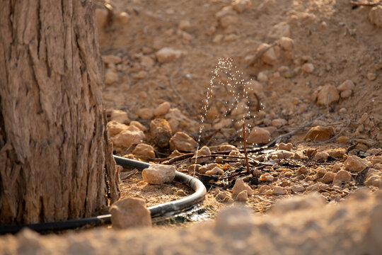 Drip irrigation system providing water to the trees in the desert