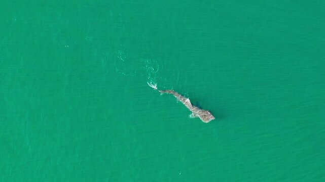 Aerial view of basking shark swimming in the tranquil ocean, Dunbar, United Kingdom.
