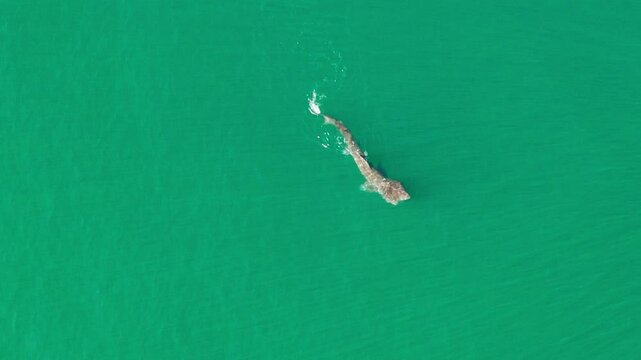 Aerial view of basking shark swimming in the tranquil ocean, Dunbar, United Kingdom.