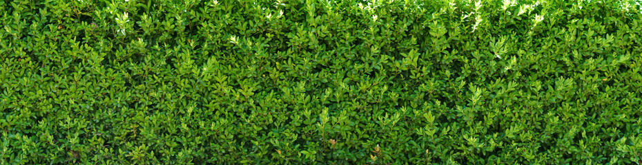 A beautiful hedge of Boxwood. Panoramic view of a Buxus plant. Seamless texture of green natural background.