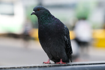 Pidgeon sitting on a stone fence