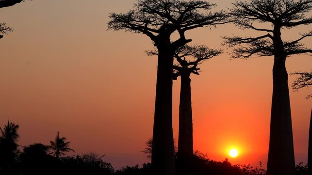 Sunset at the Baobab Avenue, Morondava, Madagascar