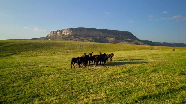 Pasture with horses in the North Caucasus mountains
