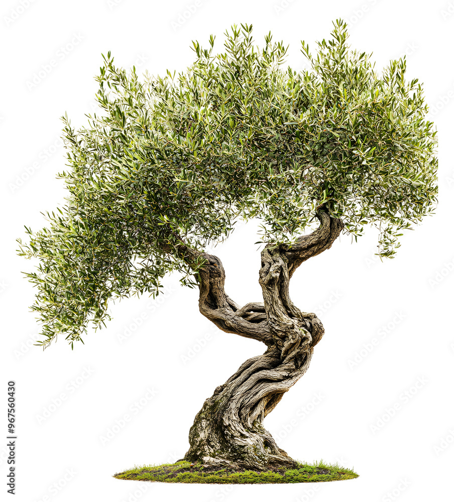 Poster ancient olive tree with twisted trunk thriving in sunny environment isolated on transparent backgrou