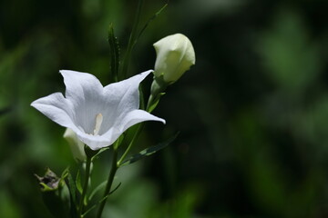 秋の七草の一つの花