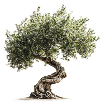 Ancient olive tree with twisted trunk and lush foliage in sunlight isolated on transparent background