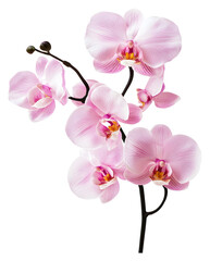 Obraz na płótnie Canvas Beautiful pink orchids in bloom, showcasing delicate petals and stems isolated on transparent background