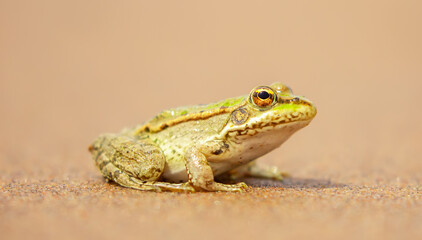 The frog sits on the sand on the shore of the lake. Beautiful wildlife landscape with place for text. The concept of protecting wildlife and ecology.