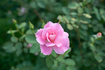 ピンクのバラ