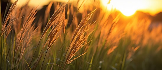 Sunset Through Tall Grass