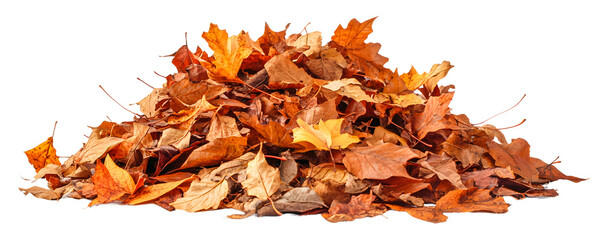 Colorful pile of autumn leaves collected in a garden isolated on transparent background