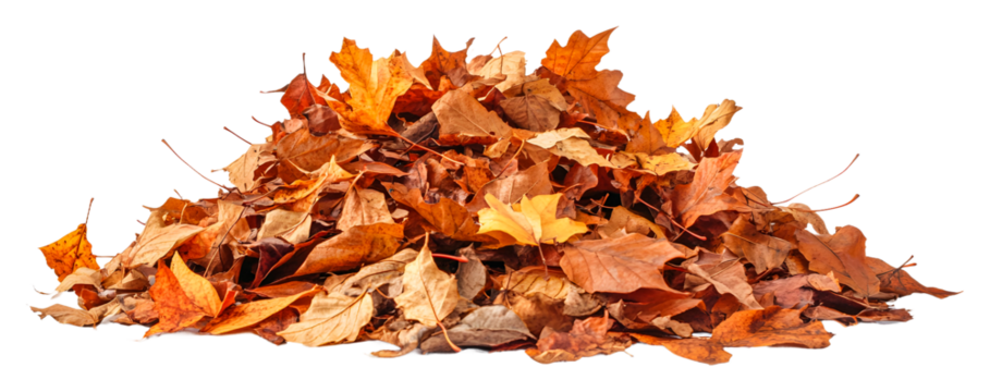 Colorful pile of autumn leaves collected in a garden isolated on transparent background