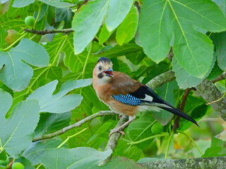 jay garrulus glandarius bird on tree branch