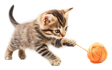 Playful kitten engaging with an orange yarn ball indoors isolated on transparent background