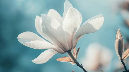 Fototapeta premium Close-up of a blooming magnolia with large white petals, exuding elegance and simplicity