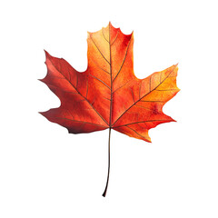 Obraz premium Vibrant maple leaf showcasing striking red and orange hues, perfect for autumn-themed design and nature photography.