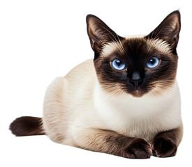 Siamese cat with striking blue eyes resting comfortably indoors isolated on transparent background