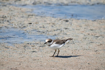 bird, seagull, sea, beach, nature, water, animal, ocean, gull, wildlife, sand, birds, shore, coast, shorebird, plover, lake, white, beak, sandpiper, feathers