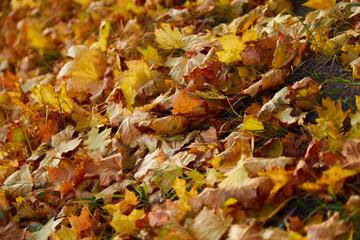 Yellow autumn fallen leaves on the ground in sunlight