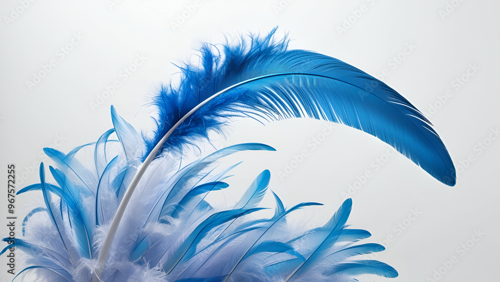 Fototapete abstract blue colour single feather on white background/ high resolution and used for decorate backg