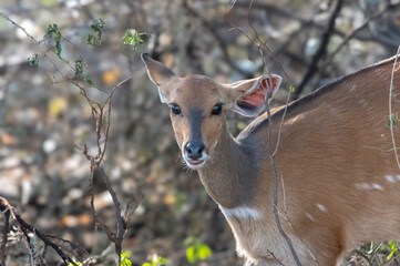 Young Bushbuck ewe browsing in the undergrowth