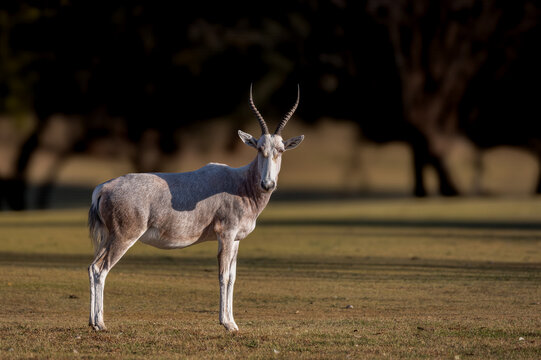Full body profile of a white Blesbok standing stationary making eye contact  