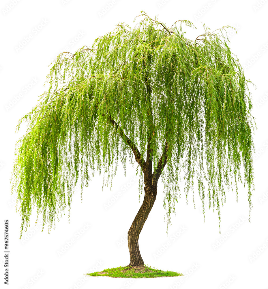 Poster graceful weeping willow tree with cascading green leaves in spring isolated on transparent backgroun