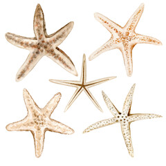 Sea Stars. Watercolor drawing. Hand drawn ocean animals for nautical and seaside designs in monochromatic pastel colors.