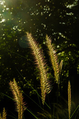 Soft silk grass in the morning