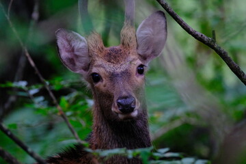 deer in the woods