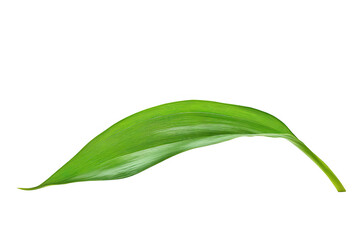 A single green leaf displayed against a transparent background.