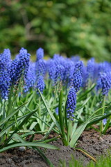 Naklejka premium hyacinth giacinto flower keukenhof asterdam garden