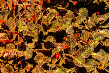 Green leaves texture top view background