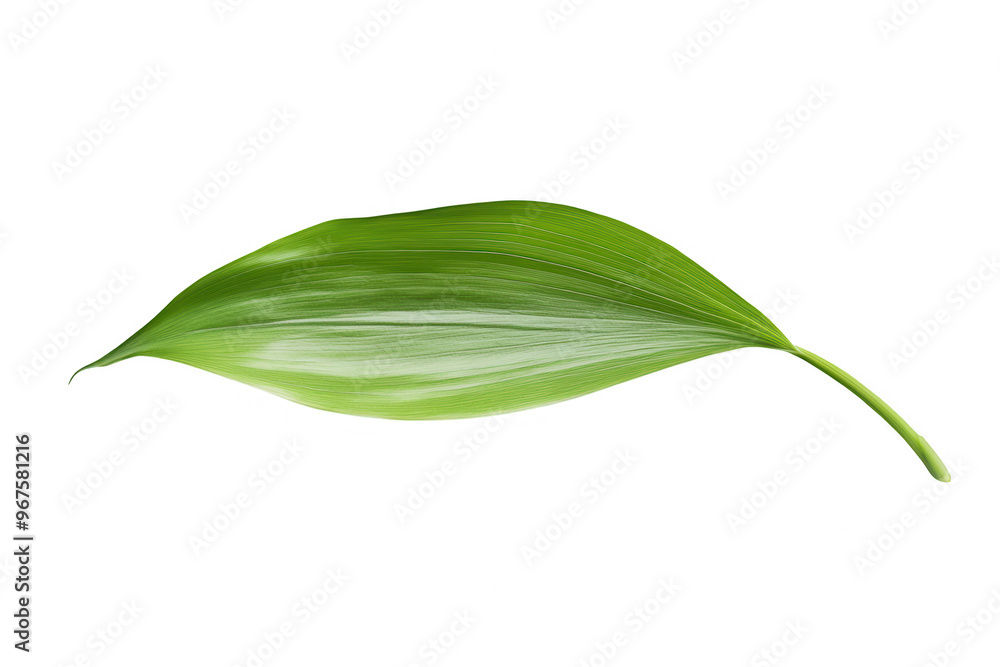 Poster a single green leaf with a smooth surface and a slender shape, isolated on a transparent background.