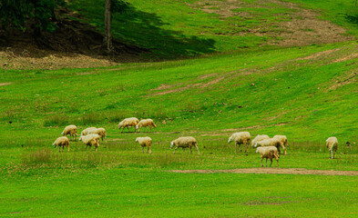 Sheeps in a meadow on green grass