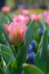 tulip flower keukenhof asterdam garden