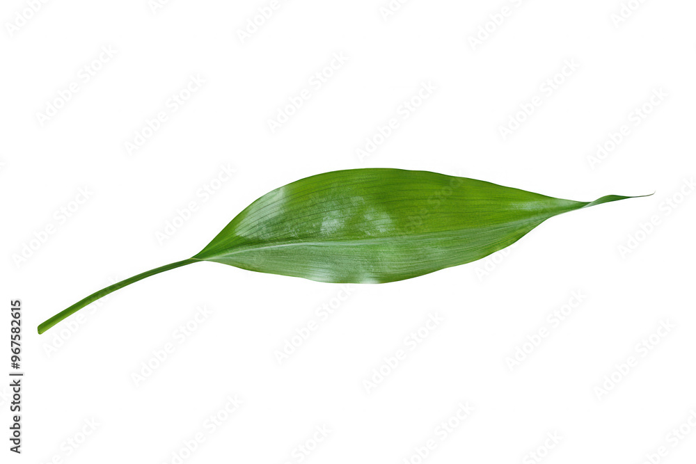 Poster a single green leaf with a smooth texture and elongated shape.