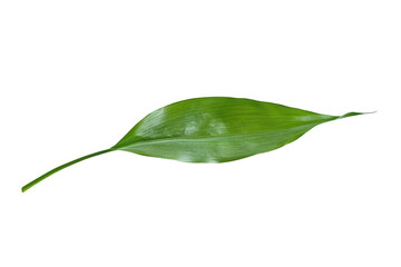 A single green leaf with a smooth texture and elongated shape.