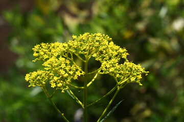 はかなげな繊細な花姿